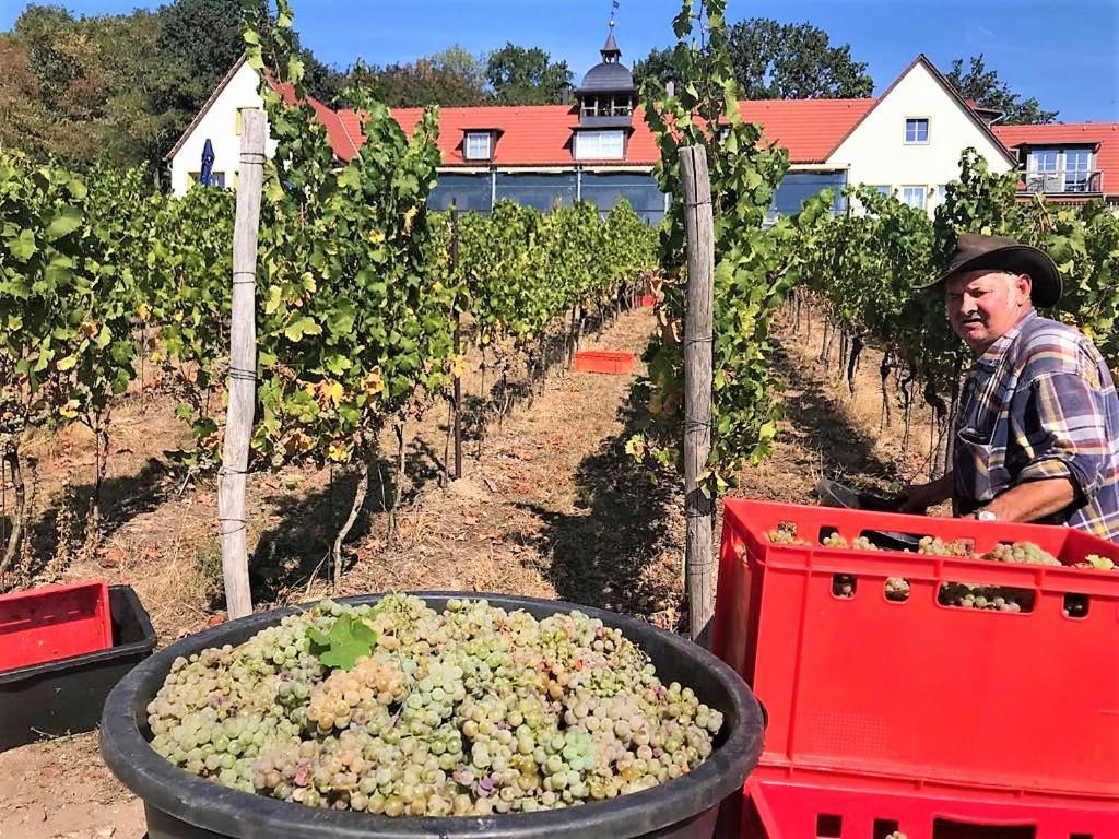 Pension Bella Vista - Winzerhof Golk Meißen Exteriér fotografie